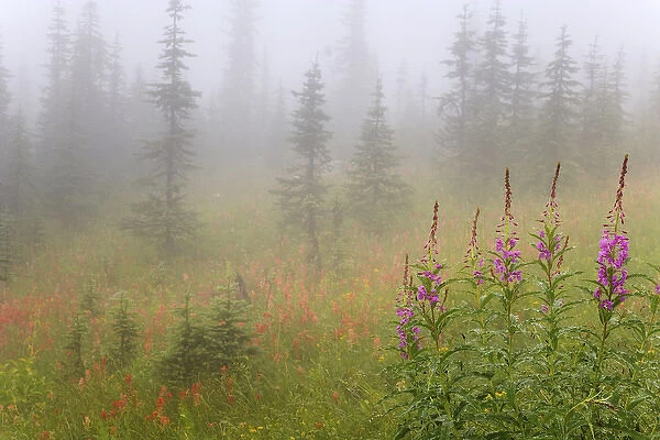 Canada, British Columbia, Revelstoke National Park. Misty meadow scenic. Credit as