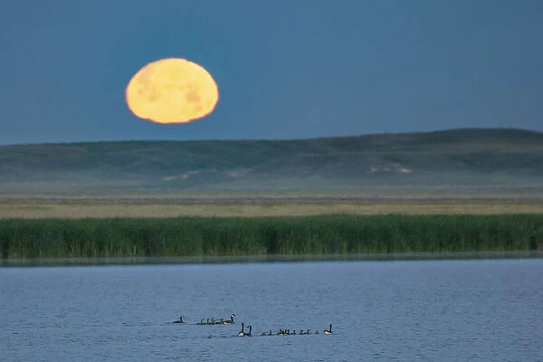 Canada goose family as full moon sets over prairie pond in Medicine Lake National Wildlife Refuge