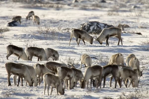 Canada, Manitoba, Hudson Bay. Two male caribou butting heads within their herd