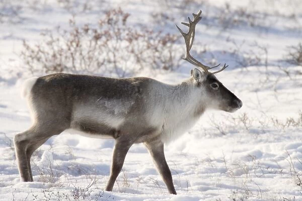 Canada, Manitoba, Hudson Bay. Profile of a caribou in snowy landscape