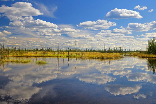 Canada, Northwest Territories, Wood Buffalo National Park. Salt Plain and pond landscape