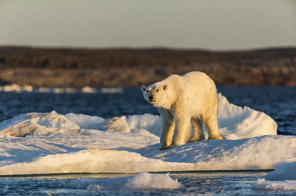 Canada, Nunavut Territory, Adult male Polar Bear (Ursus maritimus) yawns while standing