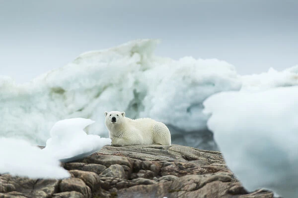 Canada, Nunavut Territory, Repulse Bay, Polar Bear (Ursus maritimus) resting on rocky