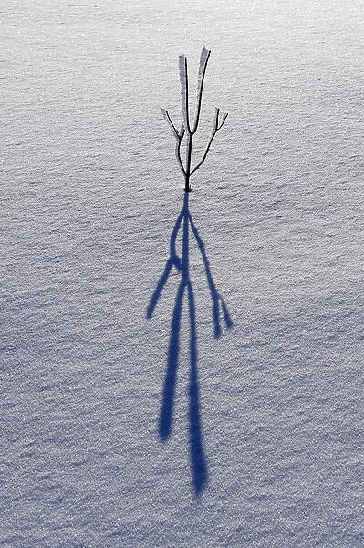 Canada, Ontario, Bourget. Plant shadow on snow