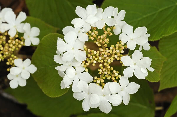 Canada, Ontario, Dorset. Flowers on hobblebush shrub