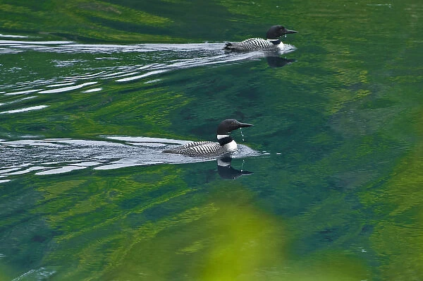 Canada, Ontario, Killarney Provincial Park. Common loons swim on Killarney Lake. Credit as