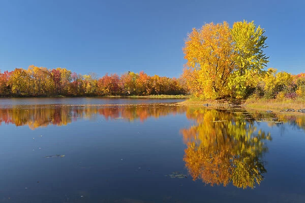 Canada, Ontario, Vermilion River. Forest reflections in autumn