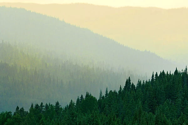 Canada, Quebec, Parc national des Laurentides. Misty Laurentian Mountains forests
