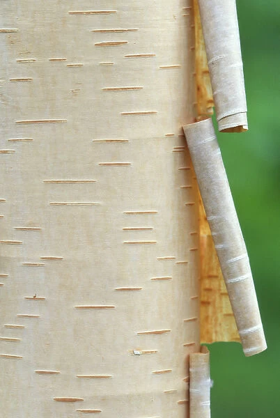 Canada, Quebec. Peeling bark on paper birch tree. Credit as: Gilles Delisle  /  Jaynes