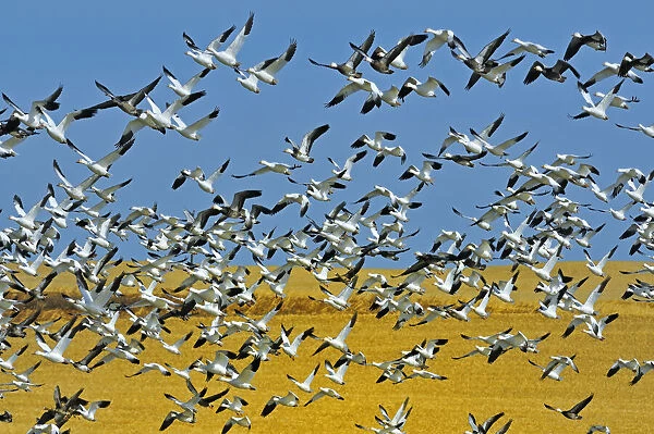 Canada, Saskatchewan, Beechy. Snow geese in flight