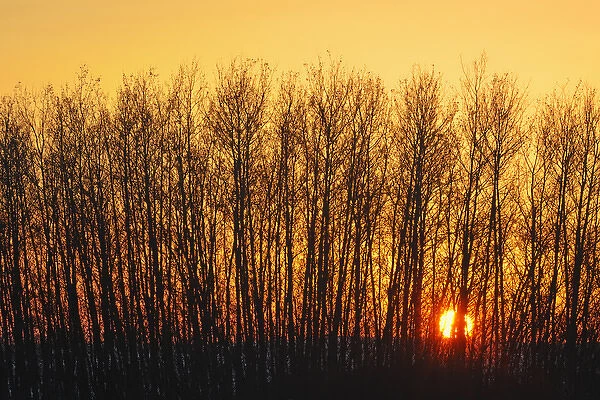 Canada, Saskatchewan, Melfort. Aspen trees at sunset
