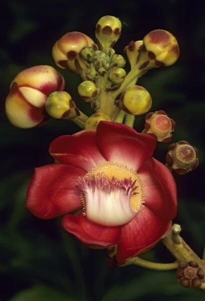 Cannonball tree flower, (Couroupita guianensis), South America