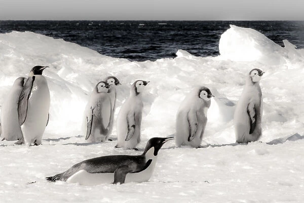 Cape Washington, Antarctica. Emporer Penguins on the move. High Key, soft focus