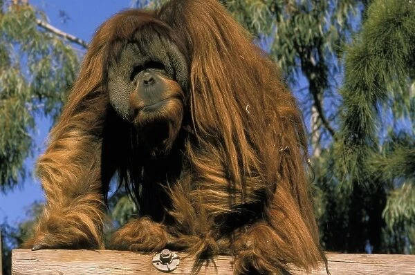 Captive orangutan, or pongo pygmaeus