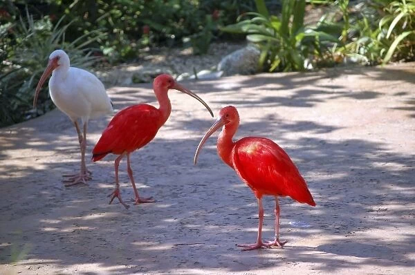 Caribbean free-flight aviary at Boatswains Beach, Grand Cayman, Cayman Island