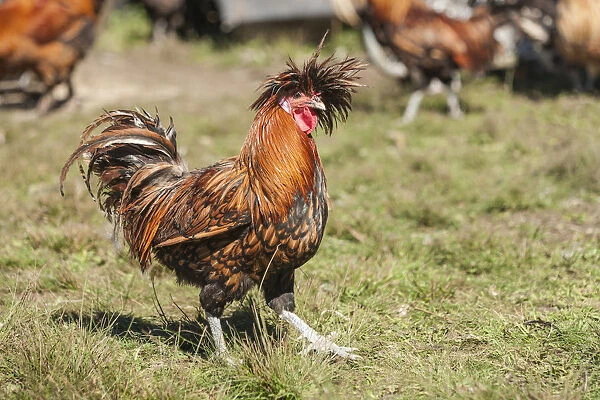 Carnation, Washington State, USA. Golden Laced Polish rooster strutting across the lawn