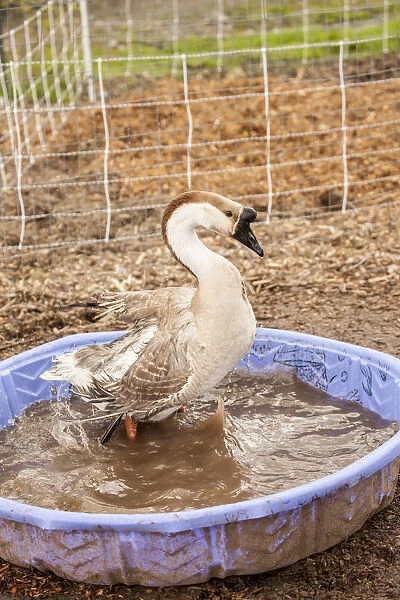 Carnation, Washington State, USA. Domestic Swan Goose bathing in a wading pool at a farm