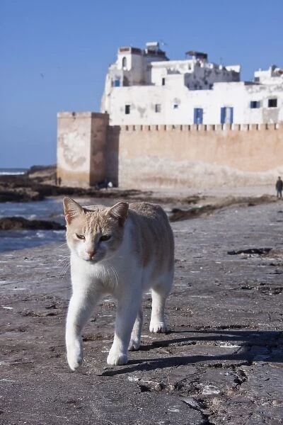 Cat on seawall, Essaouira, Morocco