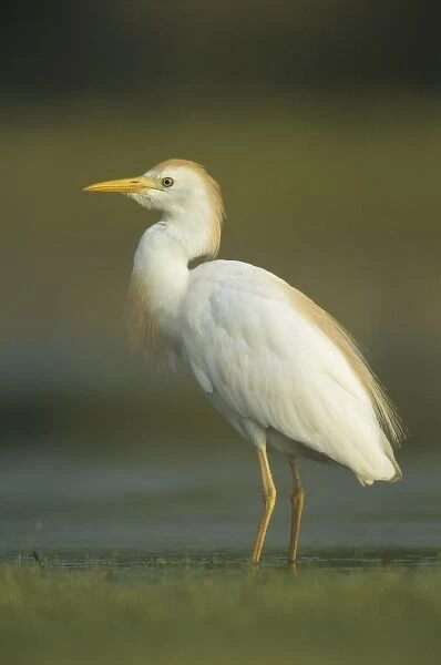Cattle Egret, Bubulcus ibis, adult breeding plumage, Welder Wildlife Refuge, Sinton