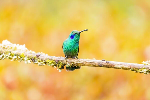 Central America, Costa Rica. Male lesser violetear hummingbird on limb. Credit as
