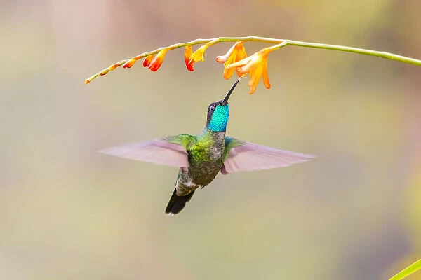 Central America, Costa Rica. Male talamanca hummingbird feeding