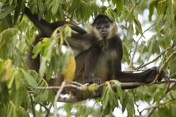 Central America, Nicaragua, Granada. Spider monkey (ateles geoffroyii) in tree