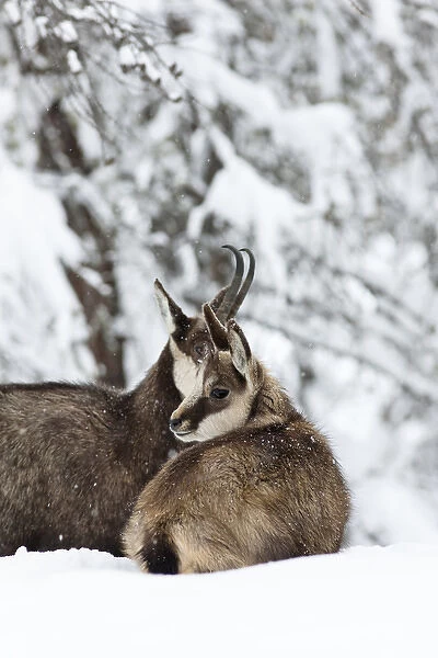 Chamois (Rupicapra rupicapra) mother with young in early winter in deep snow