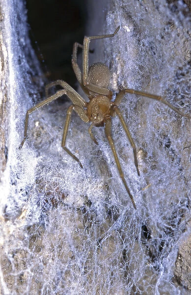 The Chilean recluse (Loxosceles laeta), is a venomous spider of the family Sicariidae