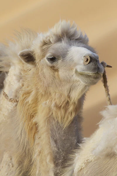 China, Gansu Province, Badanjilin Desert. Close-up of camel in a desert convoy. Credit as