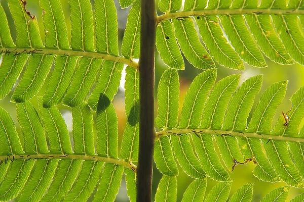 A close-up detail of a fern in the Babinda Boulders rainforest, an hours drive south of Cairns
