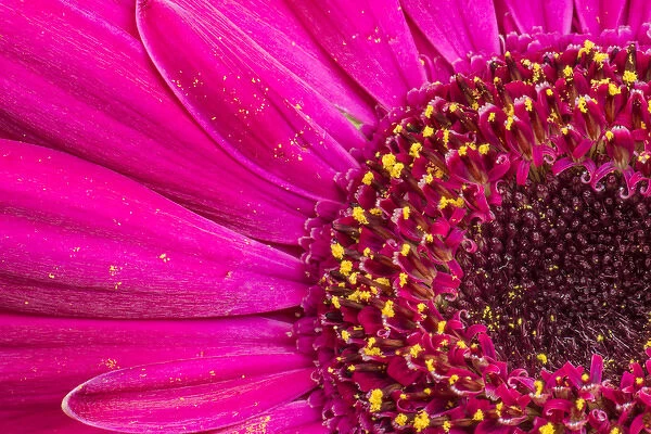 Close-up of a Gerber daisy showing center and petals with pollen