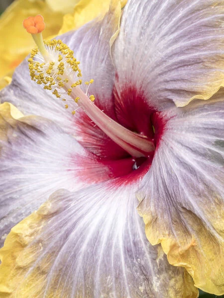 Close-up of the Hibiscus rosa-sinensis Fifth Dimension