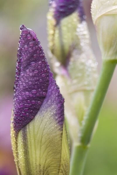 Close-up of iris bud with dew
