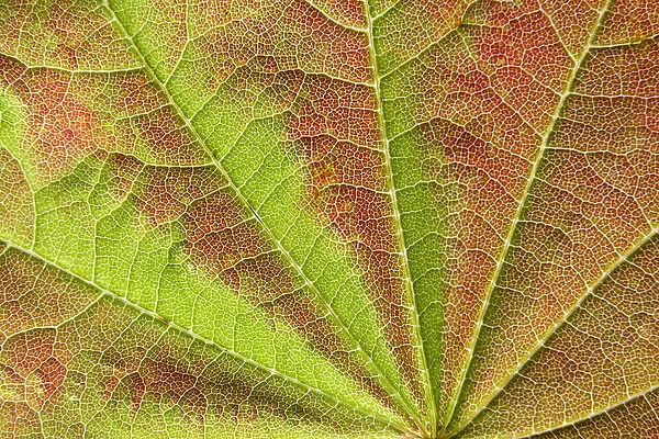 Close-up of vein pattern on maple leaf. Credit as: Don Paulson  /  Jaynes Gallery  /  DanitaDelimont
