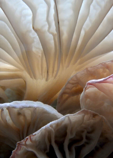Close Up of Wild Mushrooms