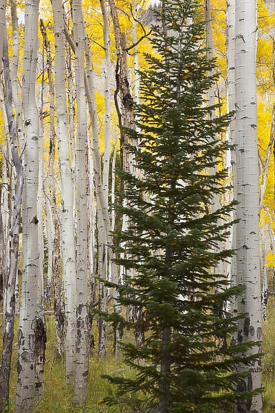 CO, Rocky Mountain National Park, Moraine Park, Fir tree surrounded by Aspen trees