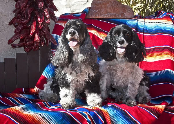 Two Cocker Spaniels sitting on a Mexican blanket