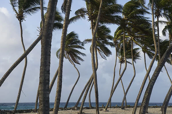 Coconut Palm (Cocos nucifera), Halfmoon Caye, Lighthouse Reef Atoll, BELIZE, Central
