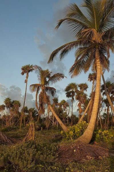 Coconut Palm (Cocos nucifera), Sian Ka an Biosphere Reserve, Yucatan Peninsula