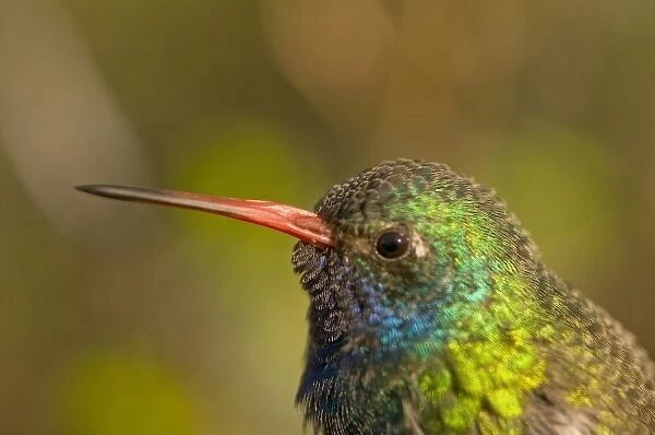 A colorful and curious broad-billed hummingbird (Cynanthus latirostris) in Saguaro National Park