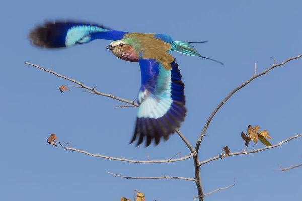 Colorful Lilac Breasted Roller taking flight, Etosha National Park