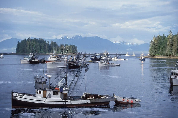 commercial sien fishing vessels returning to off load chum or dog salmon, Oncorhynchus keta