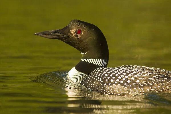 Common Loon on Beaver Lake in the Stillwater State Forest near Whitefish, Montana, USA