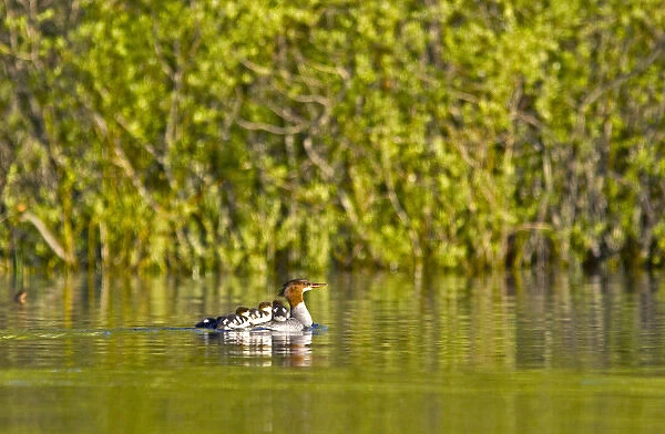 Common merganser with newborn chicks hitching a ride on mothers back in Whitefish Lake