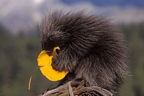 common porcupine