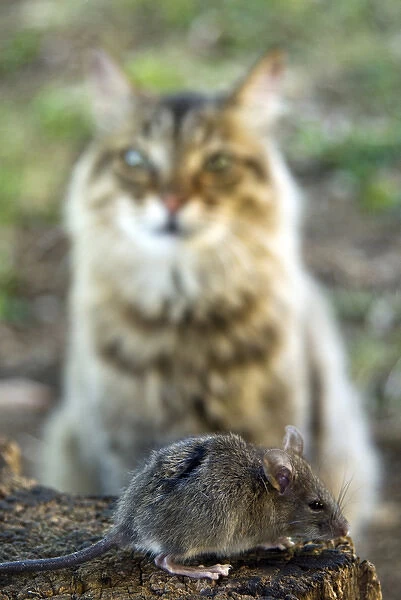 Common Vole (Microtus arvalis) and a cat (Felis silvestris catus)