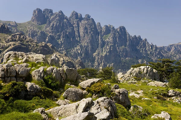 Corsica. France. Europe. Granite boulders, gorse in bloom, and pinnacles of Aiguilles de Bavella
