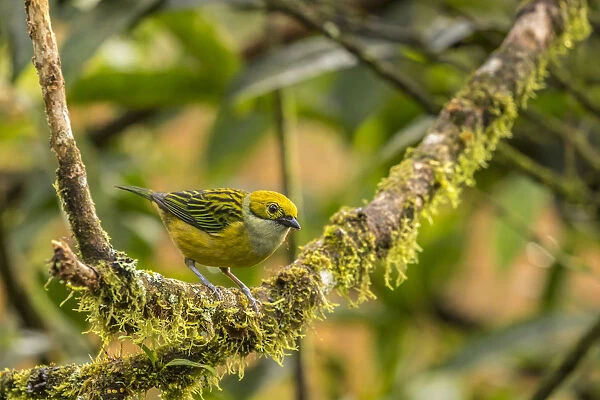 Costa Rica, La Paz River Valley. Captive golden-hooded tanager in La Paz Waterfall Garden