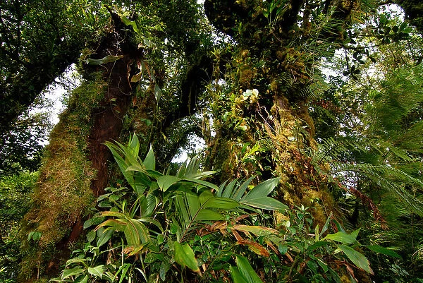 Costa Rica, Monteverde cloud forest epiphytes