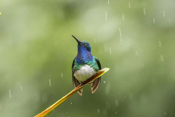 Costa Rica, Sarapiqui River Valley. Male white-necked jacobin on leaf in rain. Credit as